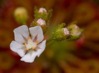 květ Drosera leucostigma